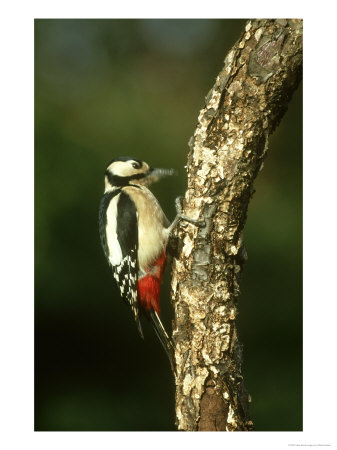 Great Spotted Woodpecker, Dendrocopos Major, Drumming On Stump, Movement by Mark Hamblin Pricing Limited Edition Print image
