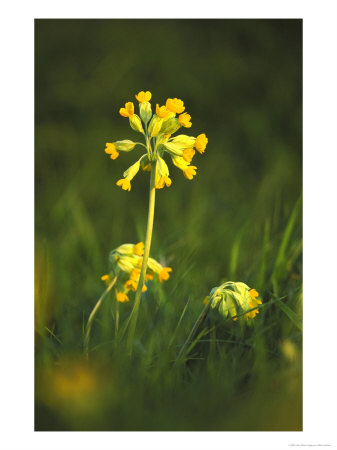 Cowslip In Evening Light, Cambridgeshire, Uk by Mark Hamblin Pricing Limited Edition Print image