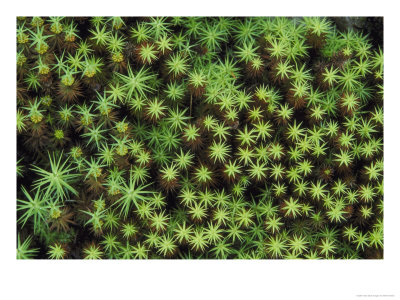 Star Moss, Close-Up Plan Detail, Uk by Mark Hamblin Pricing Limited Edition Print image