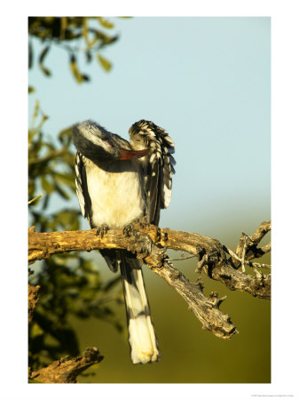 Redbilled Hornbill, Grooming Itself, Tuli Game Reserve, Botswana by Roger De La Harpe Pricing Limited Edition Print image
