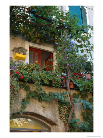 Grape Arbor And Flowers, Lake Garda, Malcesine, Italy by Lisa S. Engelbrecht Pricing Limited Edition Print image