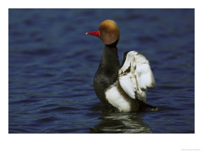 Red-Crested Pochard by Mark Hamblin Pricing Limited Edition Print image