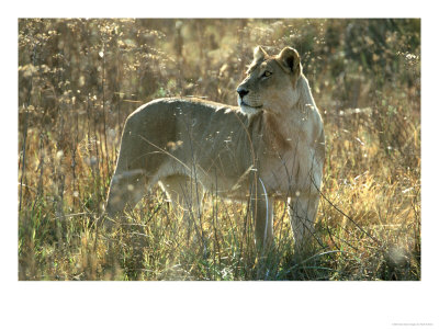 Lion, Young Male In Dry Grassland Botswana, Southern Africa by Mark Hamblin Pricing Limited Edition Print image