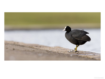 Common Coot, Perched On Edge Of Lake Footpath, St. Albans, Uk by Elliott Neep Pricing Limited Edition Print image