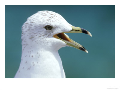 Ring-Billed Gull, Calling, Florida by Brian Kenney Pricing Limited Edition Print image