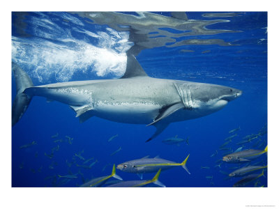 Great White Shark, Adult Female Amongst Scad Mackerel, Baja California, Mexico by Richard Herrmann Pricing Limited Edition Print image