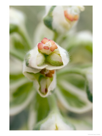 Euphorbia Characias, Silver Swan by Geoff Kidd Pricing Limited Edition Print image