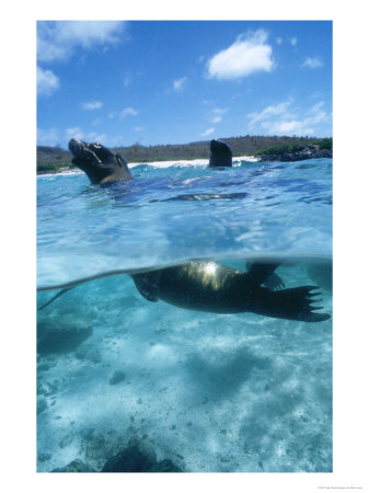 Galapagos Sea Lion, Playful Pups Cavorting, Galapagos by Mark Jones Pricing Limited Edition Print image