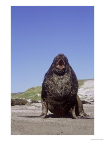 New Zealand (Hooker) Sea Lion, Endangered Beachmaster Bull, New Zealand by Mark Jones Pricing Limited Edition Print image