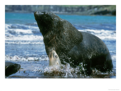 New Zealand (Hooker) Sea Lion, Mating, New Zealand by Mark Jones Pricing Limited Edition Print image