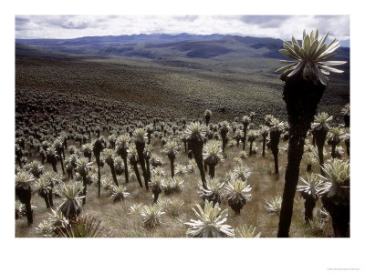 Paramo Del Angel, Freilejon, Northern Andes, Ecuador by Mark Jones Pricing Limited Edition Print image