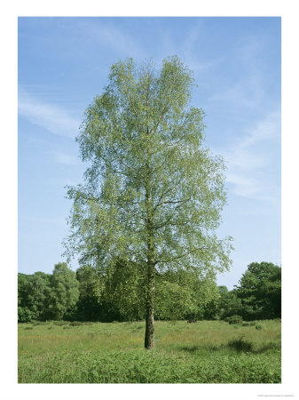 Silver Birch, Somerset, Uk by Geoff Kidd Pricing Limited Edition Print image