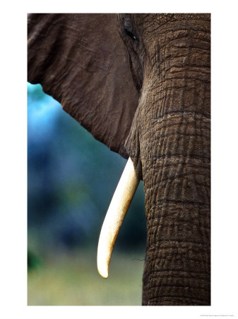 Elephant, Portrait, Mashatu Game Reserve, Botswana by Roger De La Harpe Pricing Limited Edition Print image