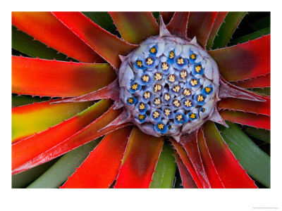 Center Of A Blooming Agave, San Francisco Conservatory, California, Usa by Darrell Gulin Pricing Limited Edition Print image