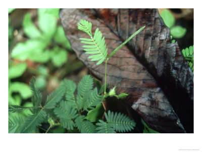Sensitive Plant, Leaves Closing, Venezuela by Oxford Scientific Pricing Limited Edition Print image