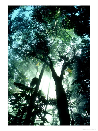 Cloud Forest, Rancho Grande, Venezuela by Oxford Scientific Pricing Limited Edition Print image