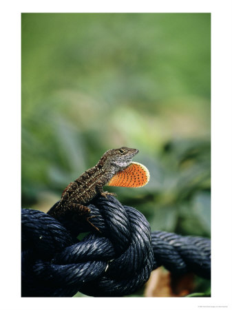 Brown Anole, Male Dewlap Display, Usa by Stan Osolinski Pricing Limited Edition Print image