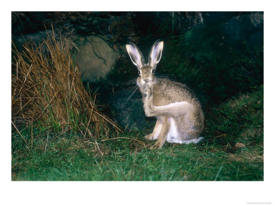 Brown Hare, Grooming, Uk by Mary Plage Pricing Limited Edition Print image