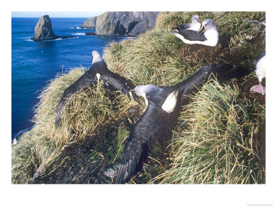 Grey Headed Albatross, 2 Males Fighting, South Georgia by Ben Osborne Pricing Limited Edition Print image