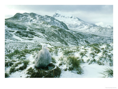 Wandering Albatross, Chick On Nest, Antarctica by Ben Osborne Pricing Limited Edition Print image