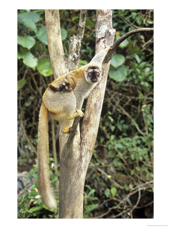Brown Lemur, With Infant, Madagascar by Mike Powles Pricing Limited Edition Print image