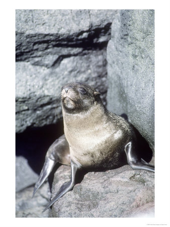 Galapagos Fur Seal, Resting On Rocks, Fernandina Island, Galapagos by Mark Jones Pricing Limited Edition Print image