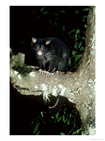 Mountain Brushtail Possum, Queensland, Australia by Lloyd Nielsen Pricing Limited Edition Print image