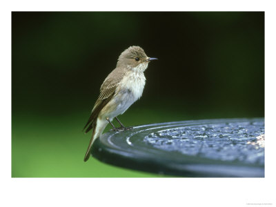 Spotted Flycatcher, Muscicapa Striata Adult Perched On Garden Table, Uk by Mark Hamblin Pricing Limited Edition Print image
