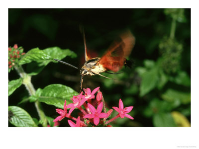 Hummingbird Moth, Aka, Common Clearwing, Taking Nectar, Florida by Brian Kenney Pricing Limited Edition Print image