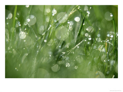 Water Droplets On Grass by Mark Hamblin Pricing Limited Edition Print image