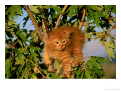 Kitten Relaxing In Tree by Alan And Sandy Carey Pricing Limited Edition Print image