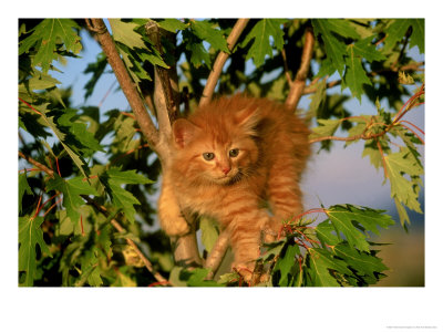Kitten Relaxing In Tree by Alan And Sandy Carey Pricing Limited Edition Print image