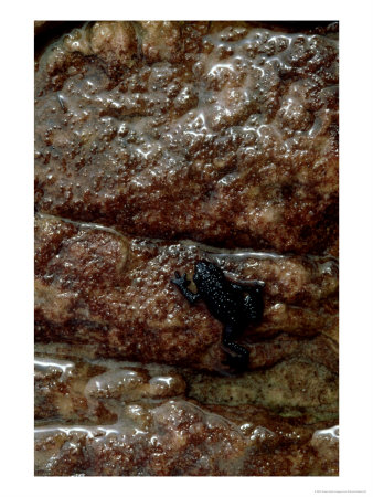 Black Frog, Roraima Mountains, Venezuela by Patricio Robles Gil Pricing Limited Edition Print image