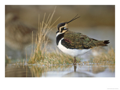 Lapwing, Montrose Basin, Scotland by Niall Benvie Pricing Limited Edition Print image