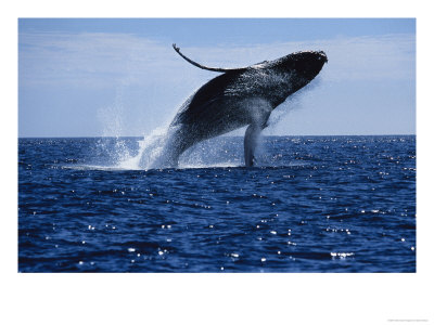 Humpback Whale, Breaching, Sea Of Cortez by Gerard Soury Pricing Limited Edition Print image