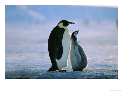 Emperor Penguin, With Chick, Antarctica by David Tipling Pricing Limited Edition Print image
