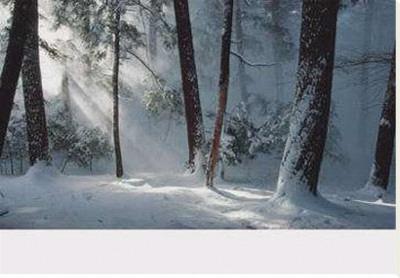 Winter Awakening by Anthony E. Cook Pricing Limited Edition Print image