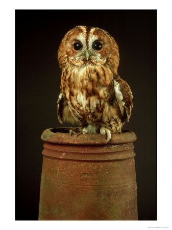 Tawny Owl, Uk by Les Stocker Pricing Limited Edition Print image