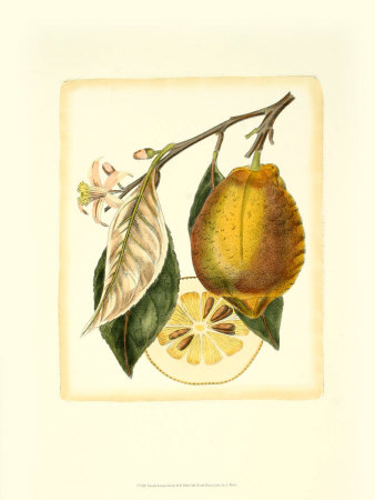 French Lemon Study Ii by A. Risso Pricing Limited Edition Print image