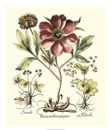 Framboise Floral I by Basilius Besler Pricing Limited Edition Print image
