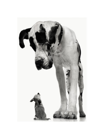 Big Dog, Little Dog by Tim Flach Pricing Limited Edition Print image