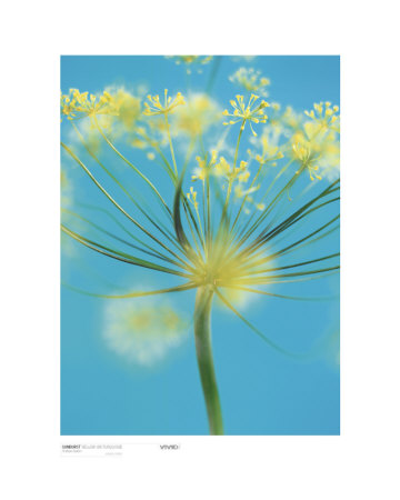 Sunburst by Michael Banks Pricing Limited Edition Print image