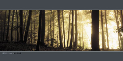 Forest Dawn, Ammersee by Frank Krahmer Pricing Limited Edition Print image