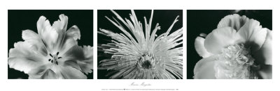 Flora Study by Maria Magistro Pricing Limited Edition Print image