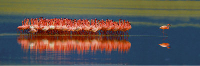 Flamingos by Tim Davis Pricing Limited Edition Print image
