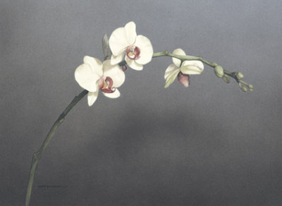 Orchid I by Kory Fluckiger Pricing Limited Edition Print image