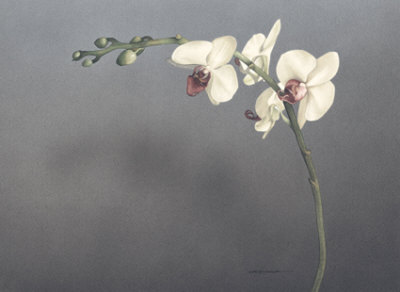 Orchid Ii by Kory Fluckiger Pricing Limited Edition Print image