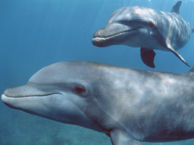 Bottlenose Dolphins, Honduras by Doug Perrine Pricing Limited Edition Print image