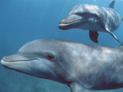 Bottlenose Dolphins, Honduras by Doug Perrine Pricing Limited Edition Print image