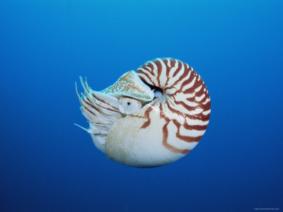 Chambered / Pearly Nautilus, Indo-Pacifi by Doug Perrine Pricing Limited Edition Print image